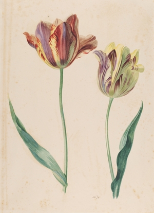 Study of a Tulip