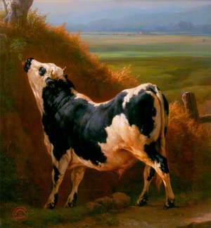 A Bull in a Normandy Pasture