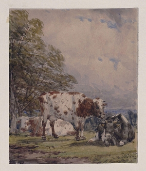 A Study of Cattle