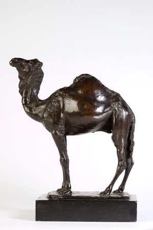 Camel