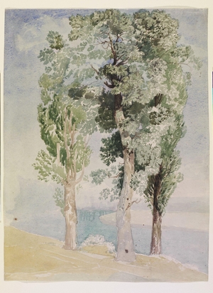 A Study of Trees