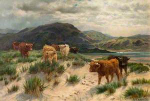 Cattle on the Ayrshire Coast
