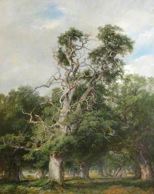 An Old Oak, Forest of Arden