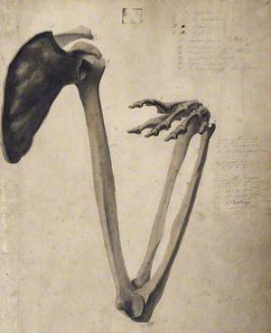 Anatomical Drawing of the Bones of the Human Arm from the Shoulderblade to the Hand