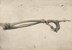 Anatomical Drawing of the Bones of the Lower Arm