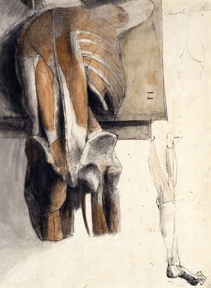 Anatomical Drawing of the Muscles and Bones of a Cadaver Seen from the Back