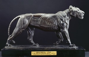 Anatomical Lion