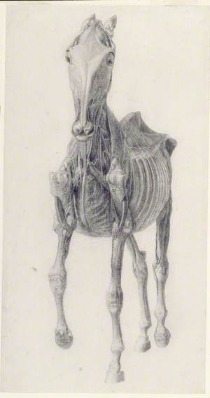 Finished Study for 'The Ninth Anatomical Table of the Muscles...of the Horse'