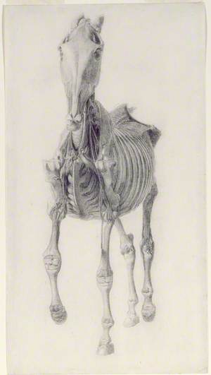 Finished Study for 'The Tenth Anatomical Table of the Muscles...of the Horse'