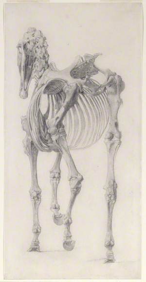 Finished Study for 'The Third Anatomical Table of the Skeleton of the Horse'