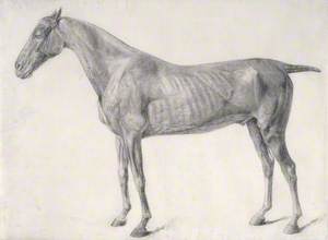 Finished Study for 'The First Anatomical Table of the Muscles...of the Horse'