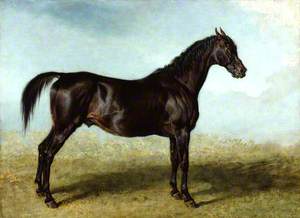 'Guy Mannering': A Racehorse