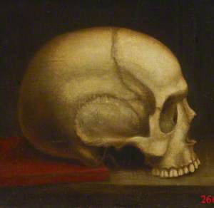 Skull, Right Profile
