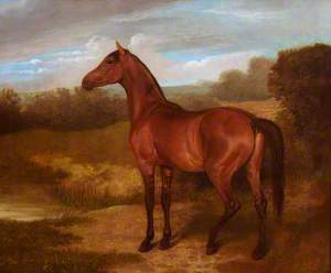 Colt of Mare and Arab Horse