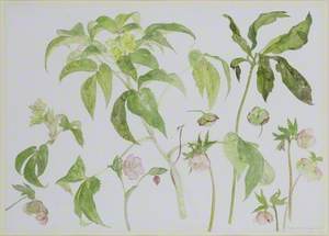 Hellebores