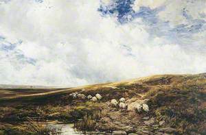 Sheep on the Fells