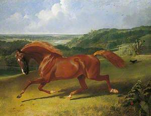 Galloping Horse in a Field