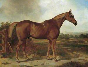'Silvertail', Portrait of a Horse