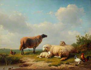 Highland Sheep and Lambs