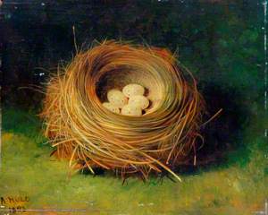 Nest of a Bunting