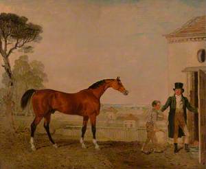 ‘Sultan’ at the Marquess of Exeter's Stud, Burghley House