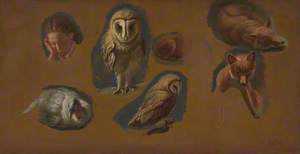 Studies of a Fox, a Barn Owl, a Peahen, and the Head of a Young Man