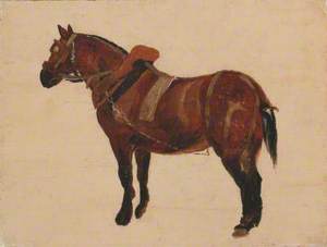 Study of a Working Horse
