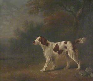 A Setter at the Edge of a Wood