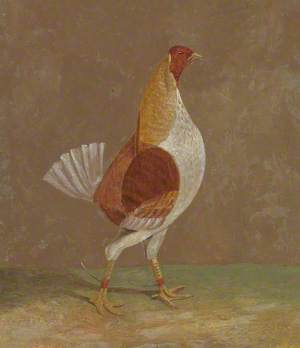 Fighting Cocks: A Pale-Breasted Fighting Cock, Facing Right