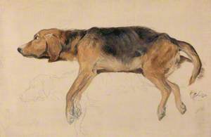 Study of a Dog Lying Down