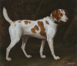 A Dog, Property of the Earl of Chatham