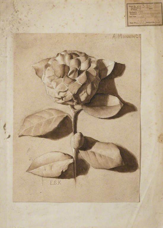 Study of a Plaster Cast, 'Camellia'