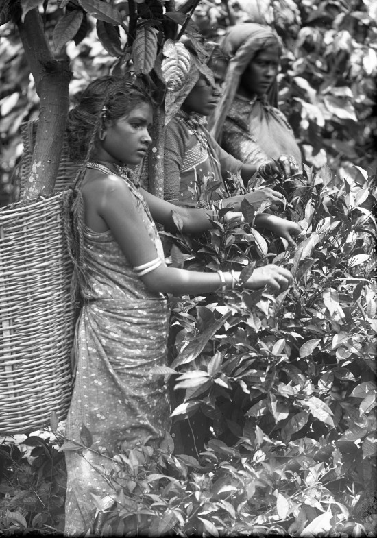 Three_Ceylonese_women_picking_tea_leaves_2016_1127_jpg