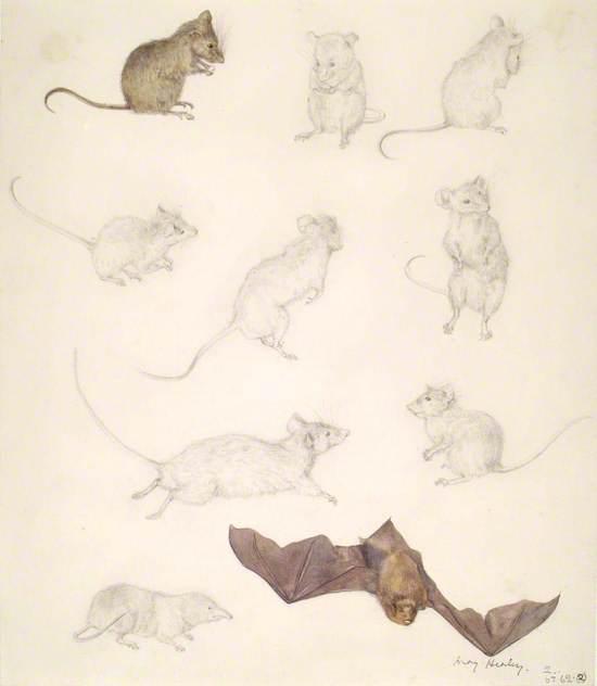 Studies of Mice, a Shrew and a Bat