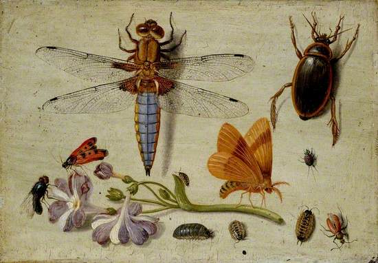 A Cockchafer, Beetle, Woodlice and other Insects, with a Sprig of Auricula