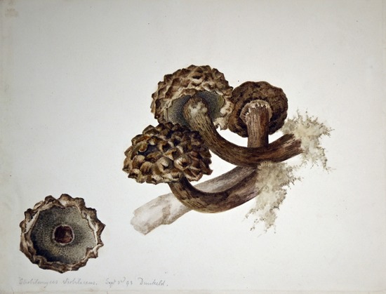 Strobilomyces strobilaceus, or Strobilomyces floccopus, or Old Man of the Woods