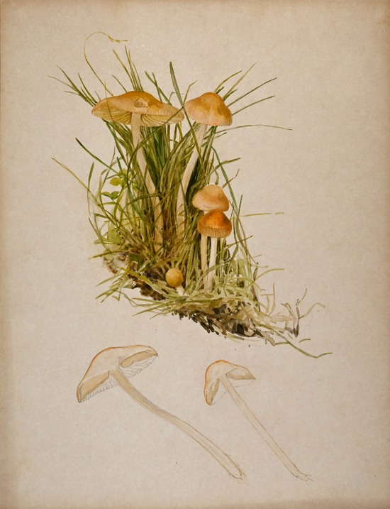 Marasmius oreades, or fairy ring mushroom