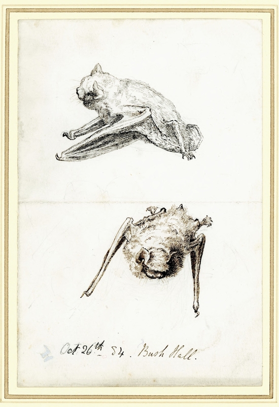 Common Bat, Pipistrelle, Flittermouse