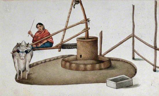 A Woman Making a Cow Work the Oil Mill, Delhi