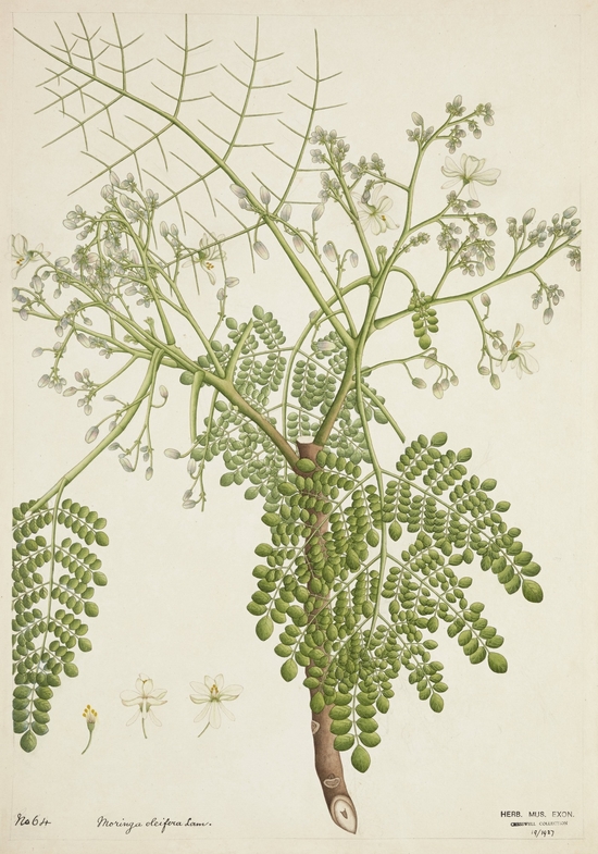 Horseradish Tree (Moringa oleifera)