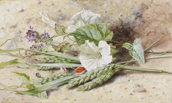 Study of Convolvulus and Green Wheat