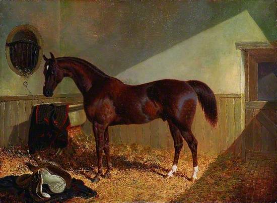Brown Horse in a Stable
