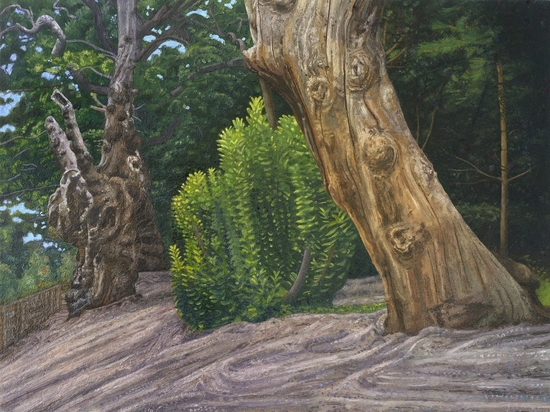 Wivenhoe Park