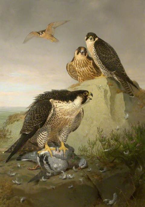 Peregrines