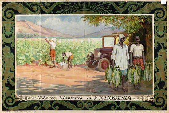 Tobacco Plantation in S. Rhodesia