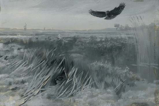Marsh Harrier and Wounded Teal