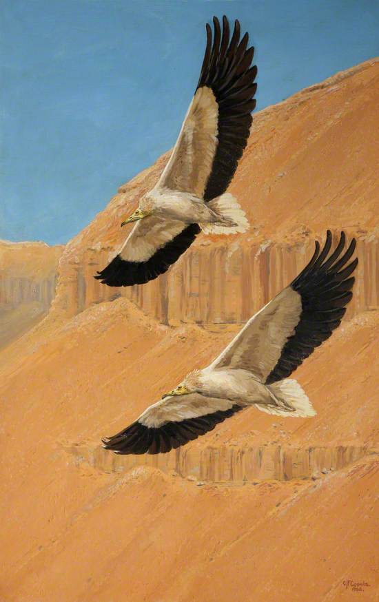 Egyptian Vultures