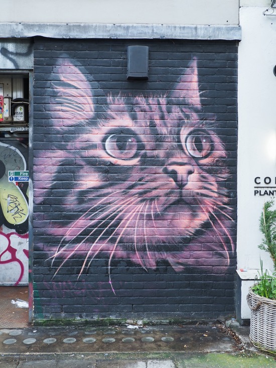 Cat One