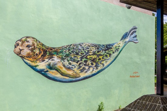 Harbour Seal