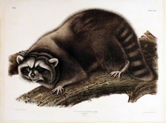 Raccoon